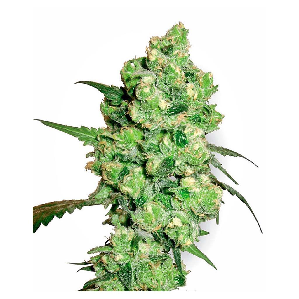 Super Skunk Fem. — Sensi White Label