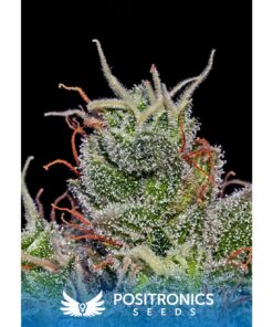 Supercheese Auto — Positronics