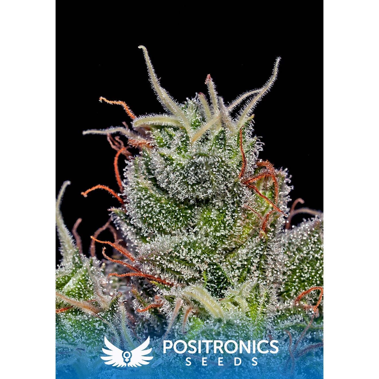Supercheese Auto — Positronics