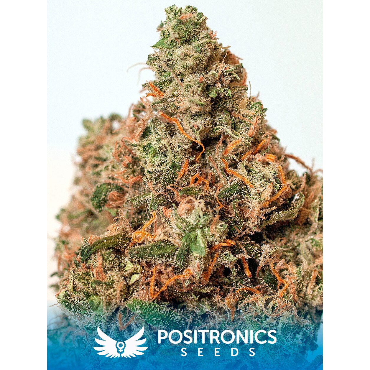 Supercheese Fem — Positronics