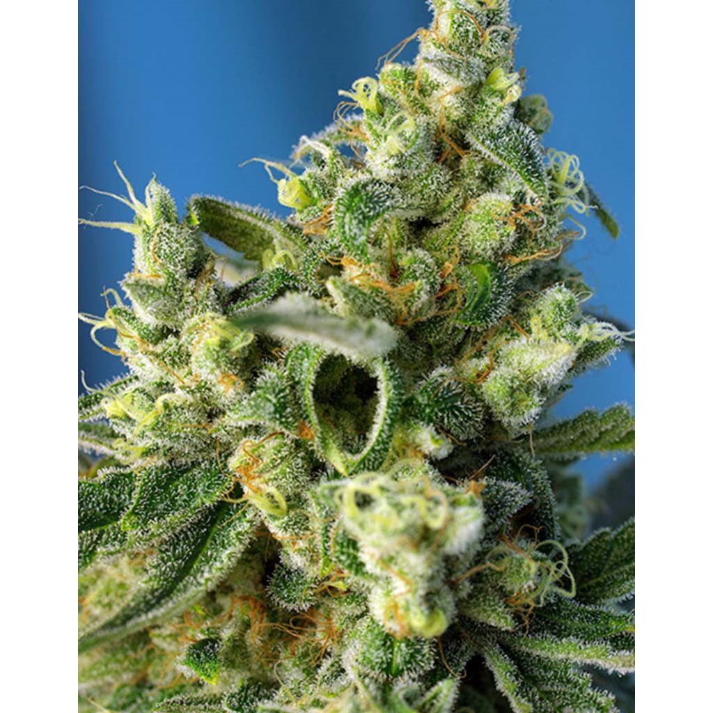 Sweet Amnesia Haze Fem — Sweet Seeds