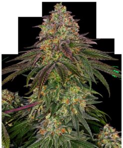 Sweet Cherry Kush Fem — Sensi Seeds