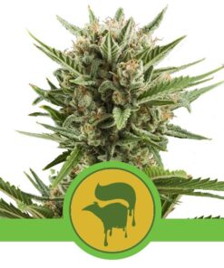 Sweet Skunk Auto — Royal Queen