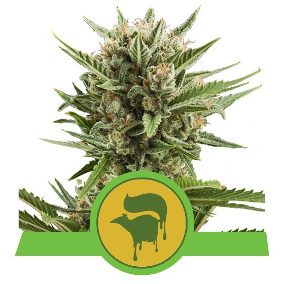 Sweet Skunk Auto — Royal Queen
