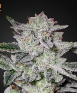 Sweet Valley Kush — Green House