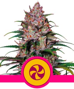 Sweet ZZ USA Premium Fem — Royal Queen