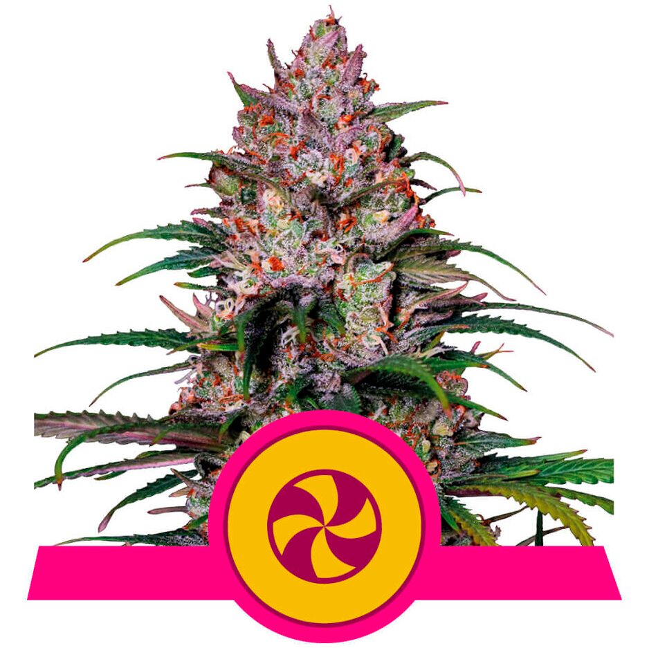Sweet ZZ USA Premium Fem — Royal Queen Sweet ZZ USA Premium Fem — Royal Queen