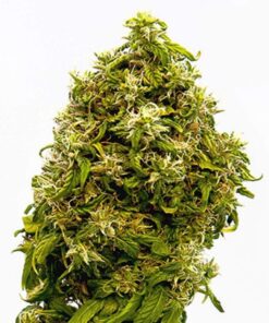 Swiss Dream CBD Fem. — Kannabia Seeds