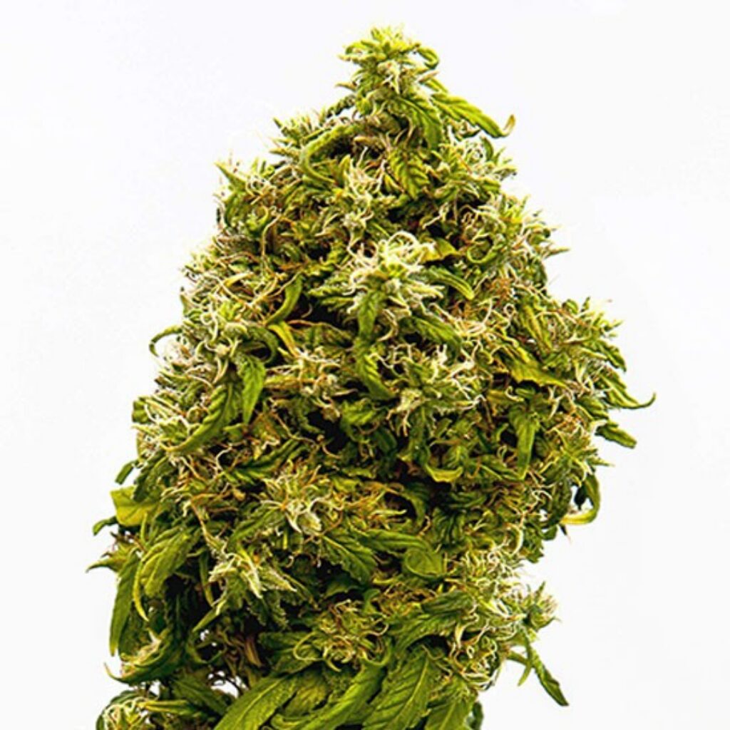 Swiss Dream CBD Fem. — Kannabia Seeds Swiss Dream CBD Fem. — Kannabia Seeds