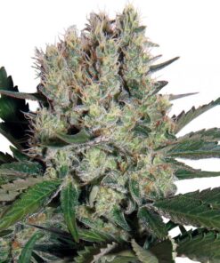 Syrup Auto — Buddha Seeds