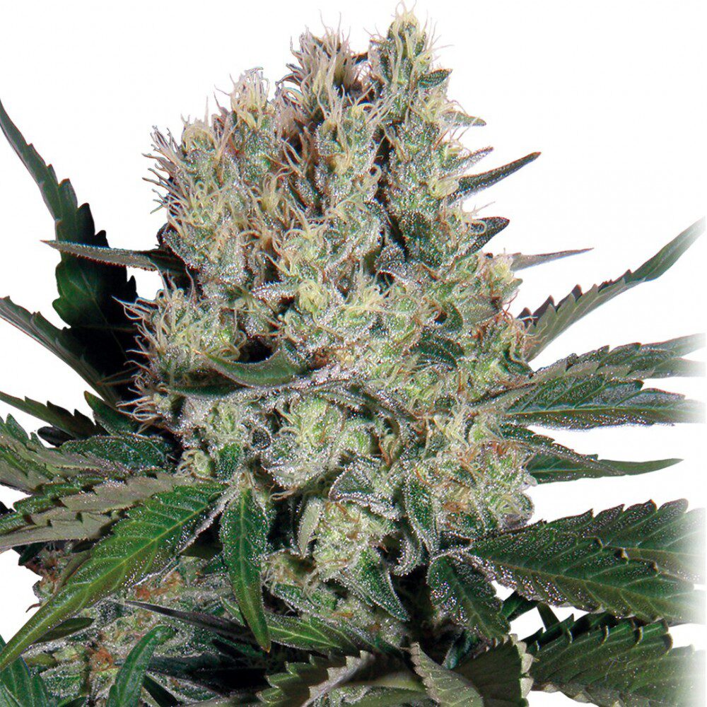 Syrup Auto — Buddha Seeds