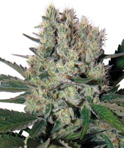 Syrup Blister 10Und Regular — Buddha Seeds