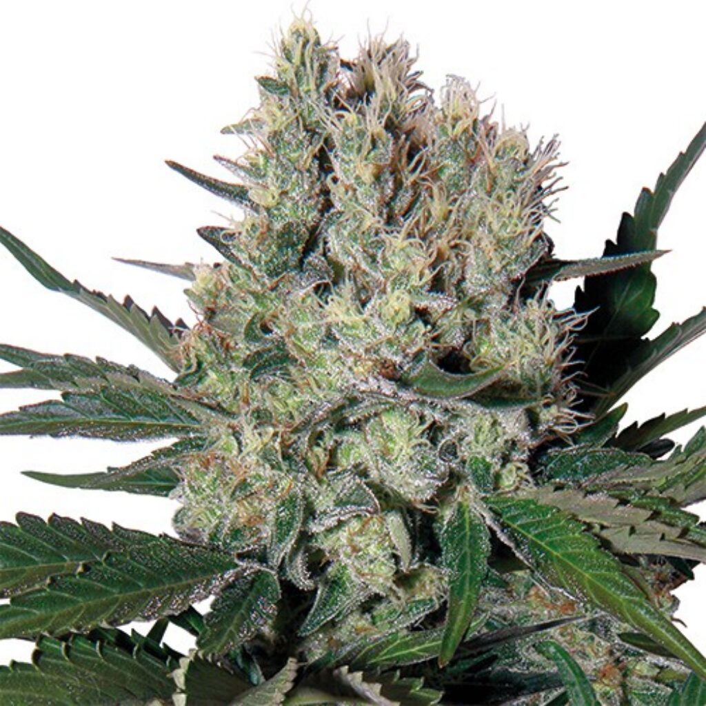 Syrup Blister 10Und Regular — Buddha Seeds