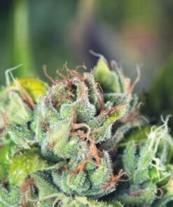 Tahoe Cure — Pyramid Seeds