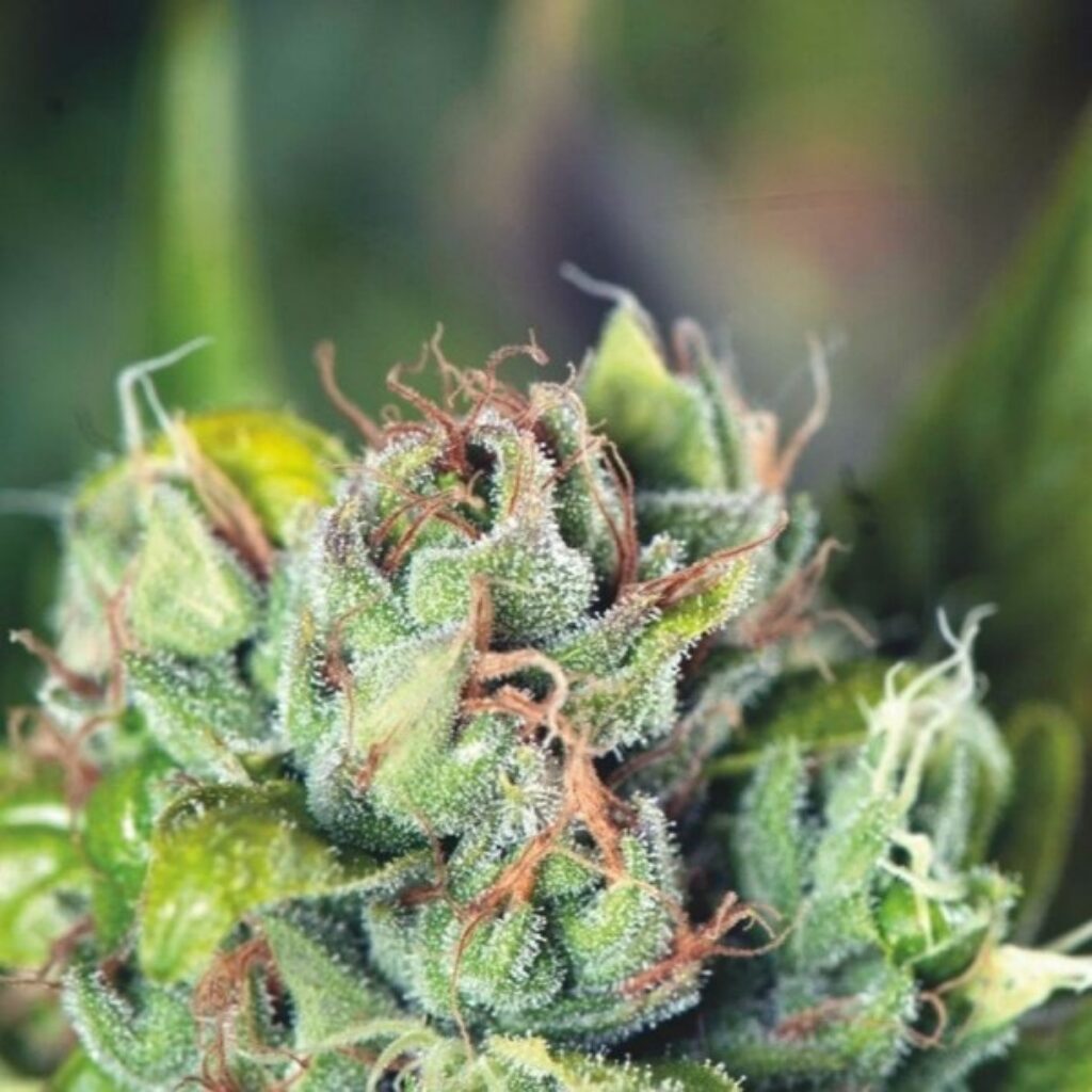 Tahoe Cure — Pyramid Seeds