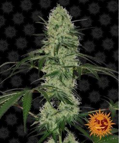 Tangerine Dream Auto — Barney's Farm
