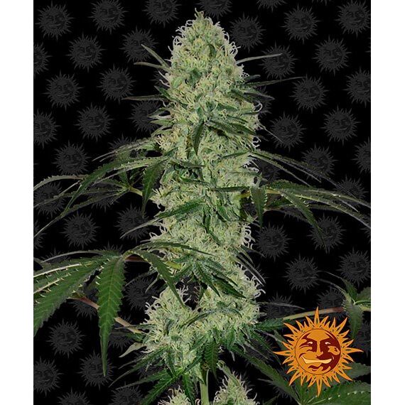 Tangerine Dream Auto — Barney's Farm Tangerine Dream Auto — Barney's Farm