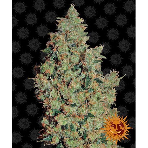Tangerine Dream Fem — Barney's Farm