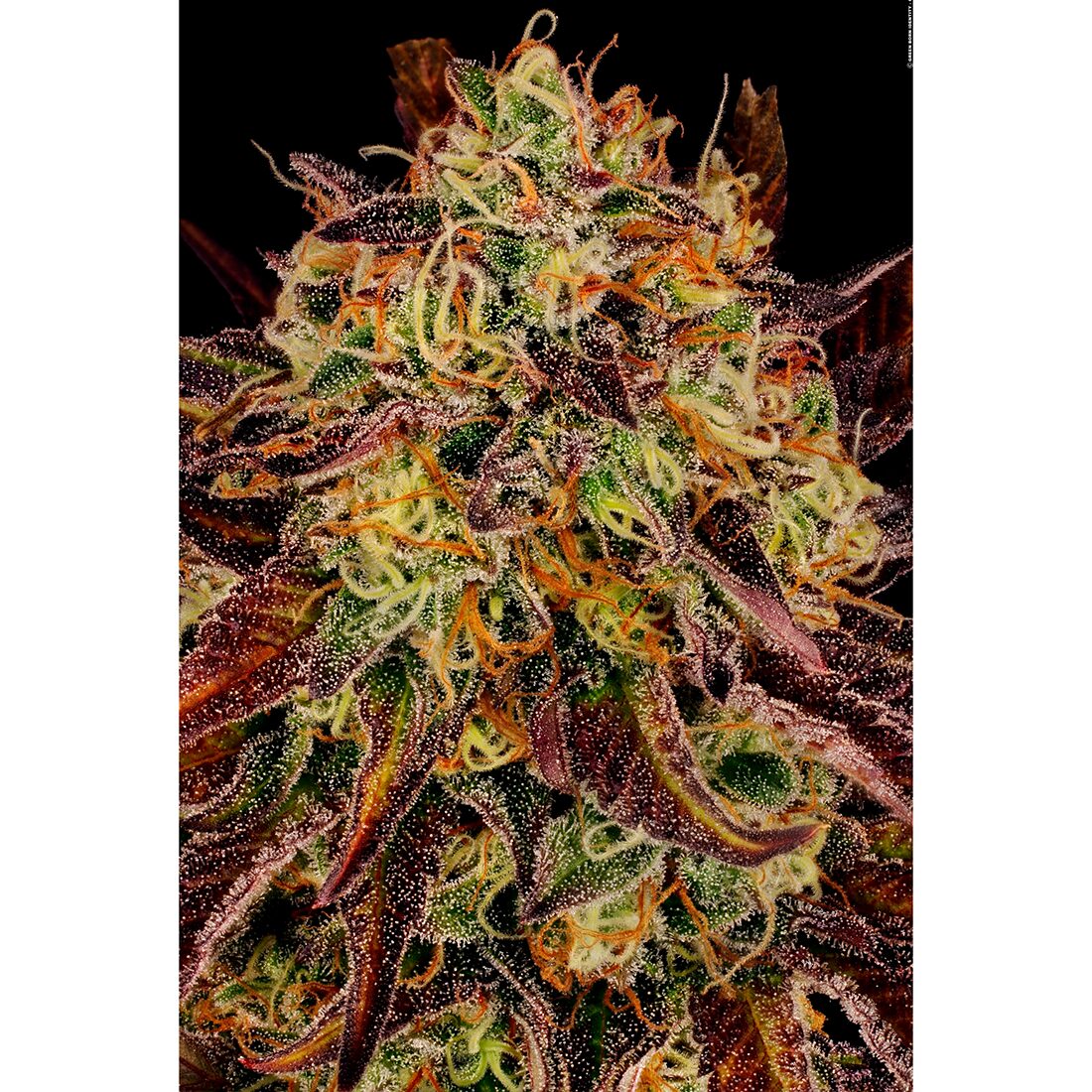 Tangerine Sorbet Fem — Paradise Seeds