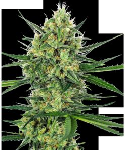 Tangerine Sugar Fem — Sensi Seeds