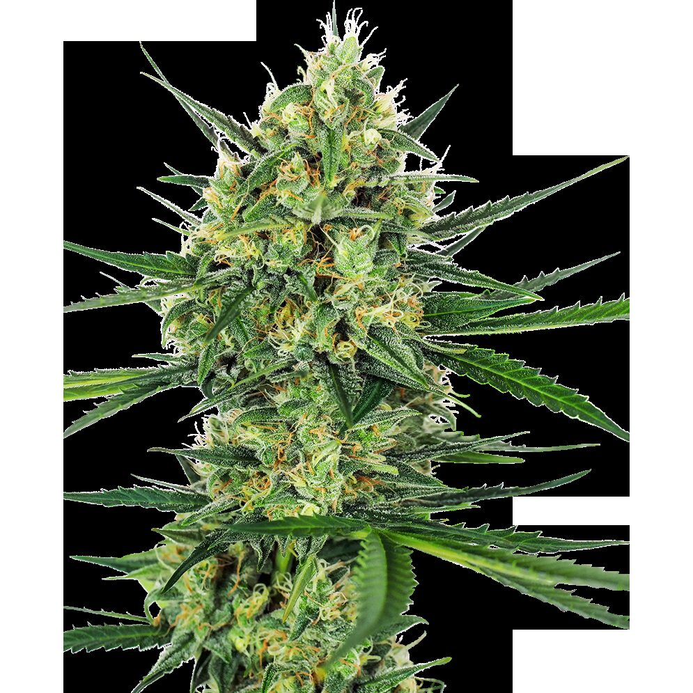 Tangerine Sugar Fem — Sensi Seeds
