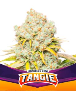 Tangie — BSF Seeds