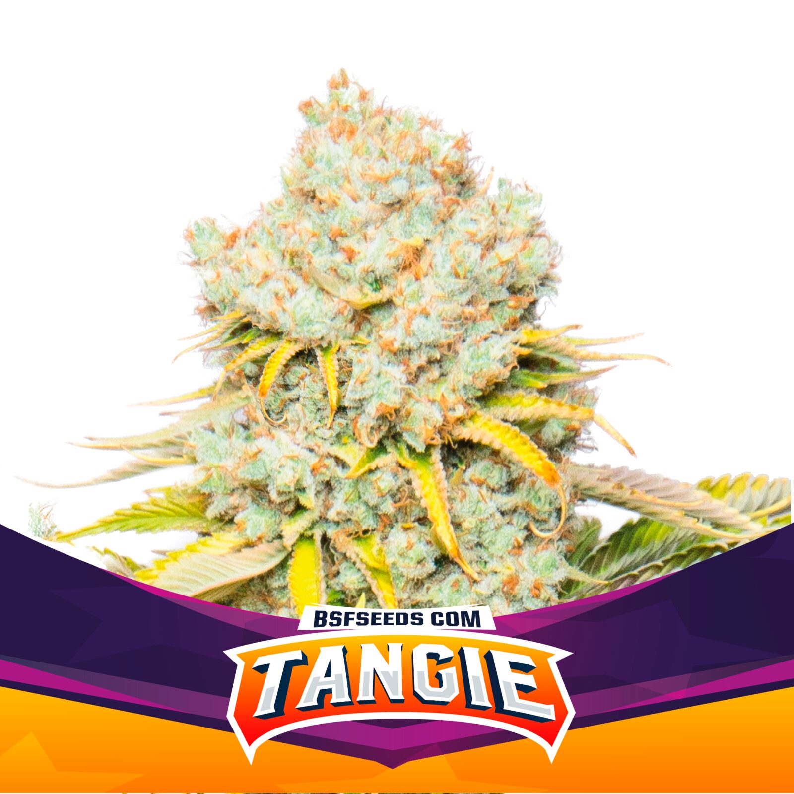 Tangie — BSF Seeds