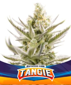 Tangie XXL Auto — BSF Seeds