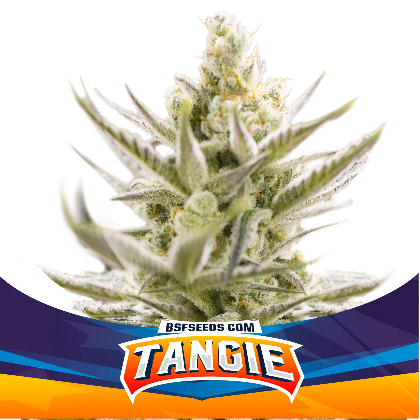 Tangie XXL Auto — BSF Seeds