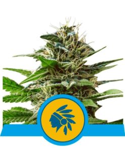 Tatanka Pure CBD Fem — Royal Queen