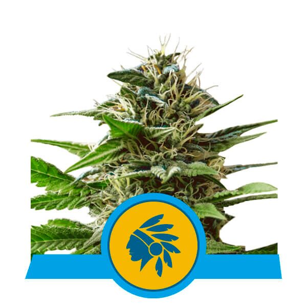 Tatanka Pure CBD Fem — Royal Queen