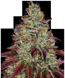 Tezla OG Fem — Sensi Seeds