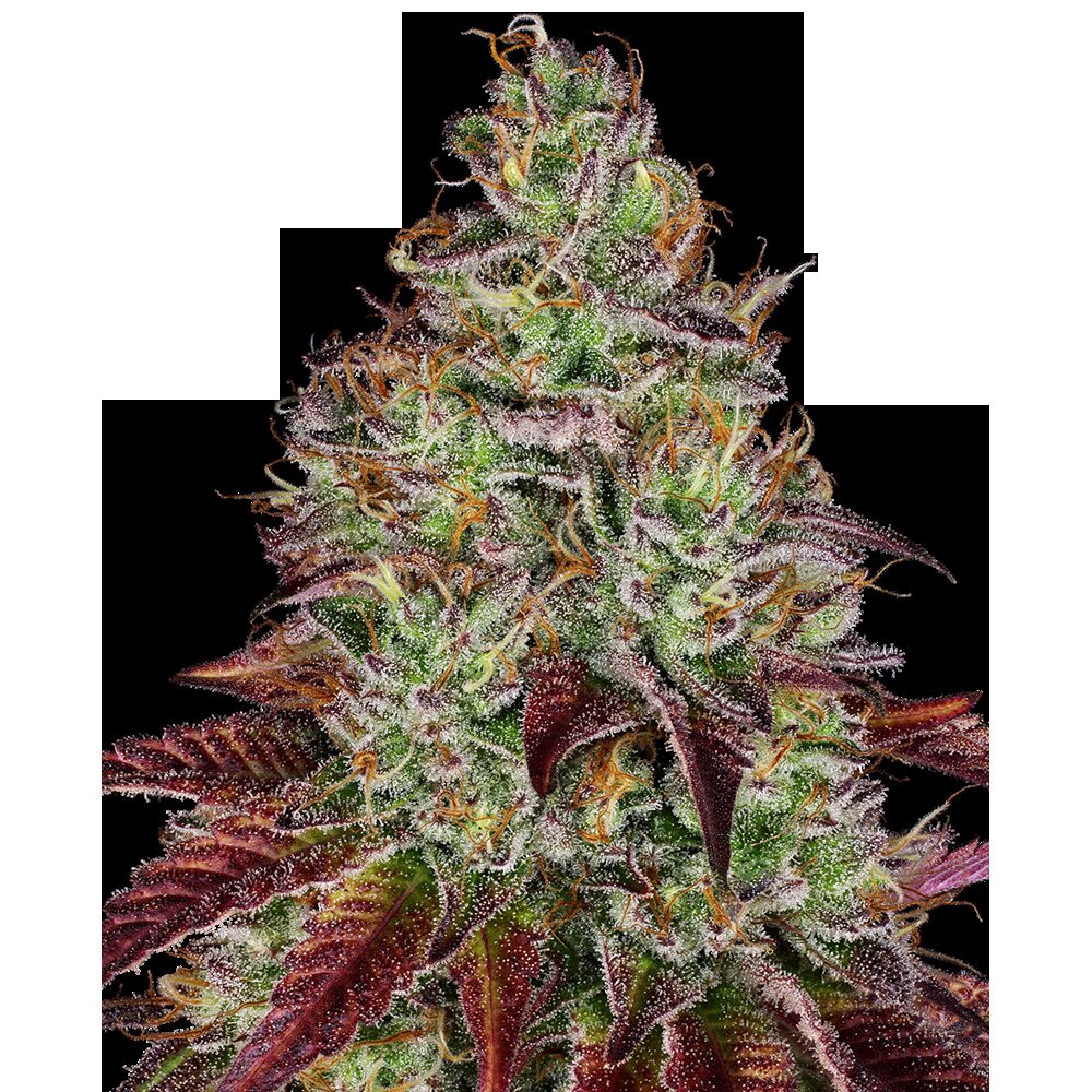 Tezla OG Fem — Sensi Seeds