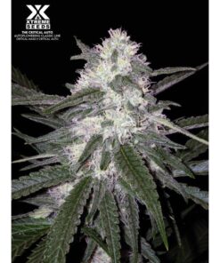 The Critical Auto — Xtreme Seeds