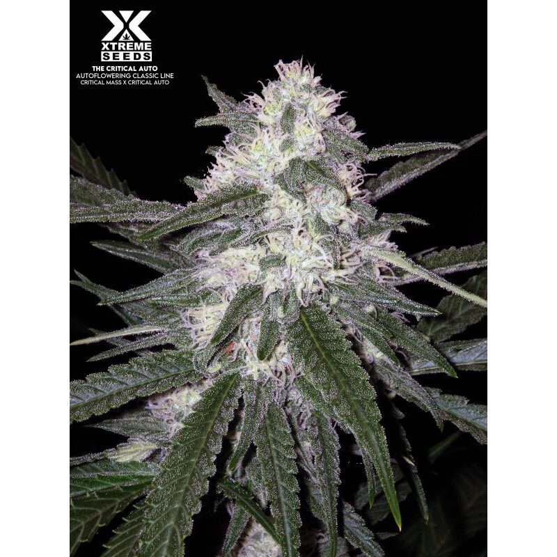 The Critical Auto — Xtreme Seeds
