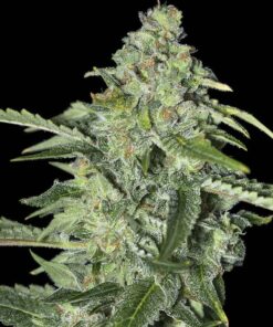 Tnt Kush CBD Fem — Eva Seeds