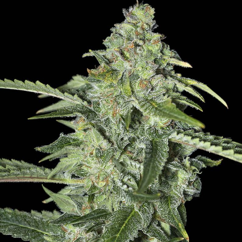 Tnt Kush CBD Fem — Eva Seeds Tnt Kush CBD Fem — Eva Seeds
