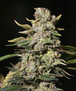 Tnt Kush Fem — Eva Seeds