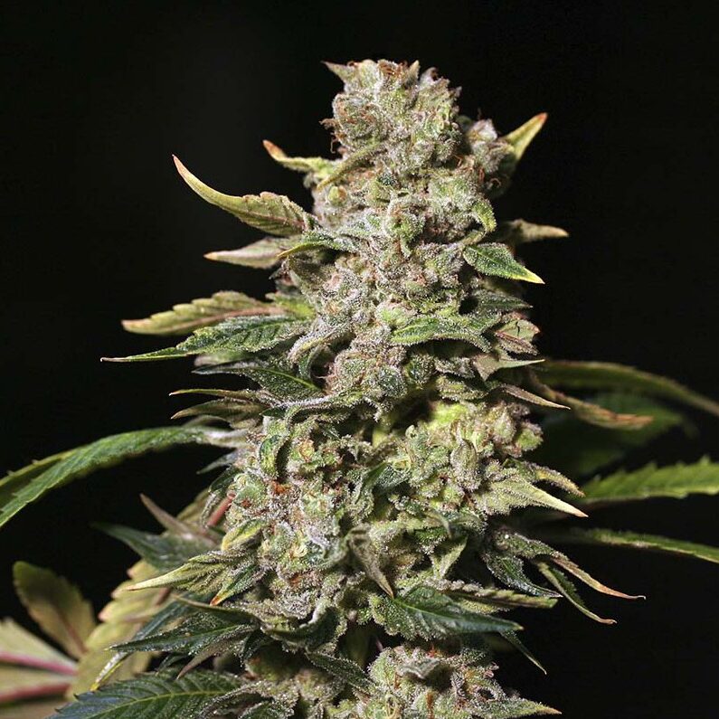 Tnt Kush Fem — Eva Seeds