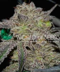 Tonic Ryder CBD — World of Seed