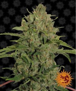 Triple Cheese Fem — Barney's Farm