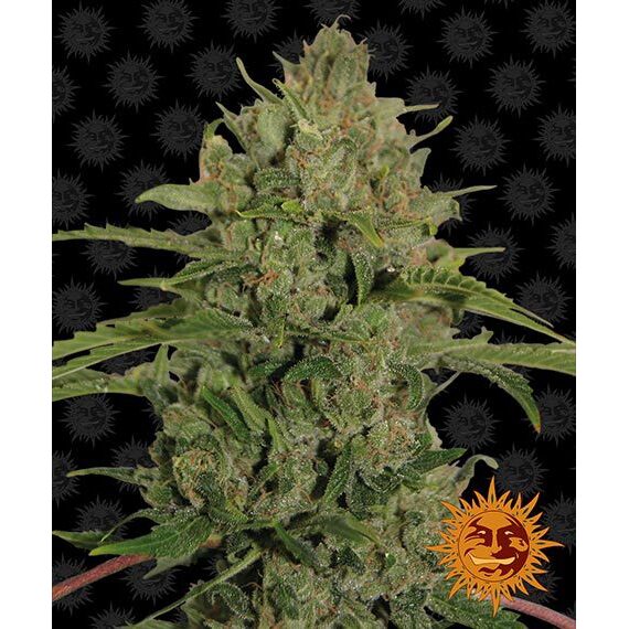 Triple Cheese Fem — Barney's Farm