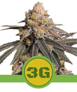 Triple G Auto USA Premium — Royal Queen
