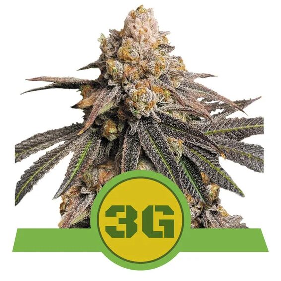Triple G Auto USA Premium — Royal Queen