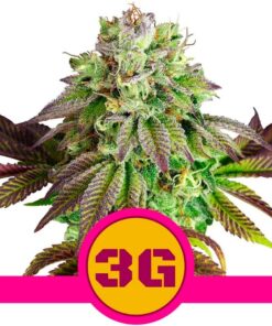 Triple G USA Premium Fem — Royal Queen