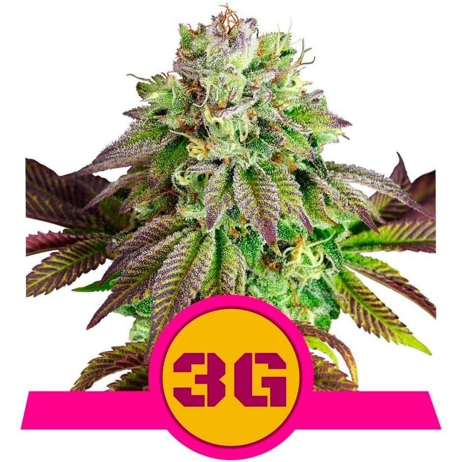 Triple G USA Premium Fem — Royal Queen