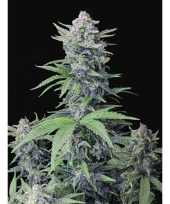 Tropicana Cookies Auto — FastBuds Seeds