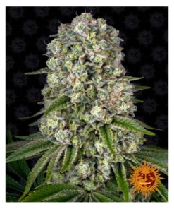 Tropicanna Banana Fem — Barney's Farm
