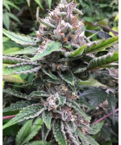 Tropicanna Cookies x Larry OG Fem — Tramuntana Seeds