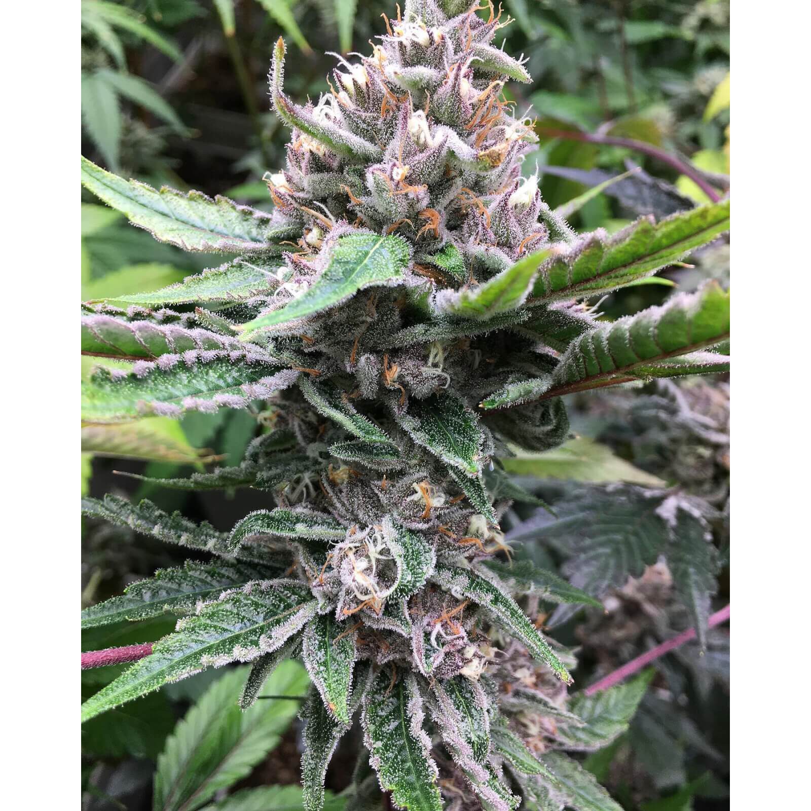 Tropicanna Cookies x Larry OG Fem — Tramuntana Seeds